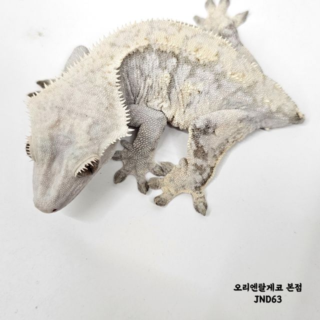 드리피 화이트스팟