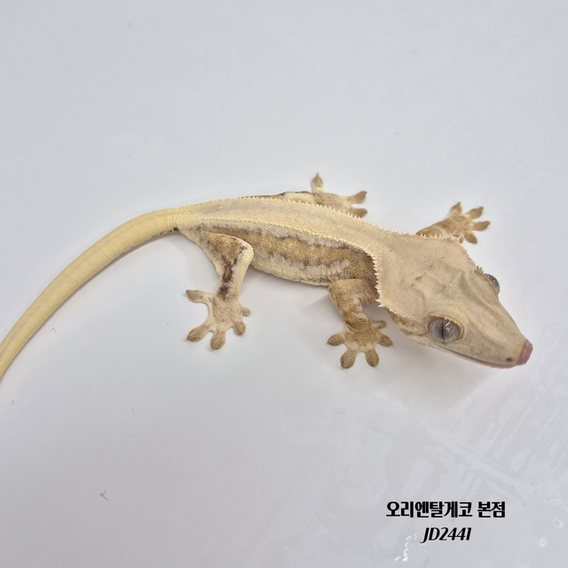 릴리화이트 크림