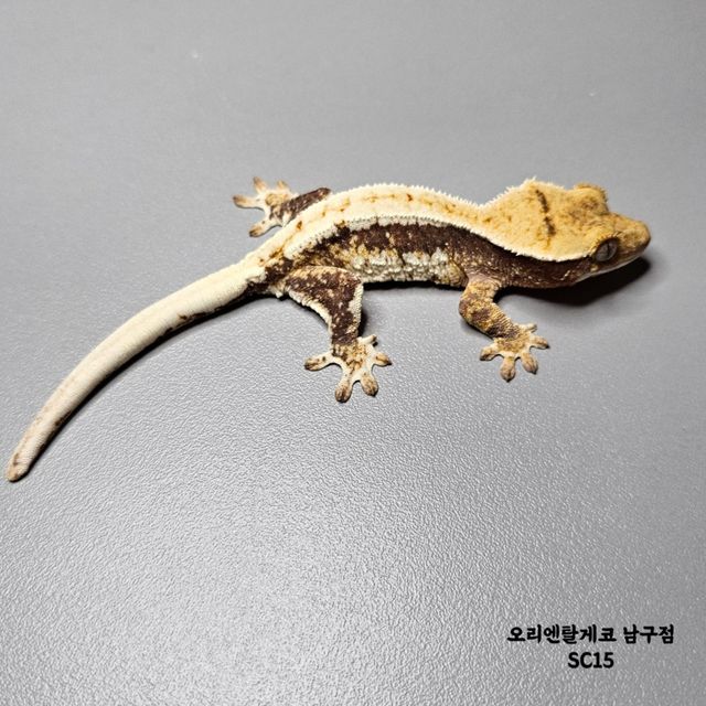 릴리100%헷아잔틱