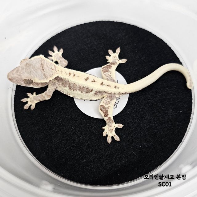프라푸치노