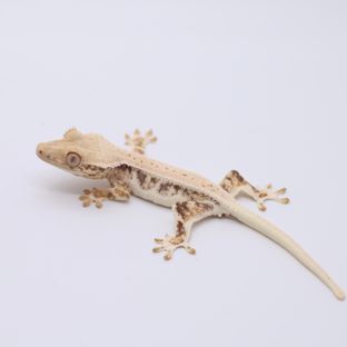 릴리화이트 트라이