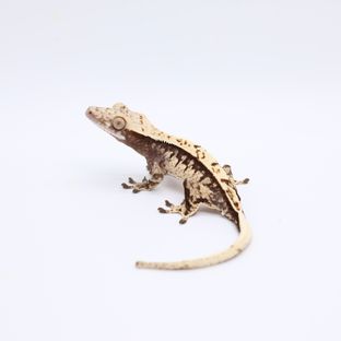 블랙 화이트 트라이 익스트림할리퀸