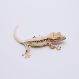 릴리화이트 트라이