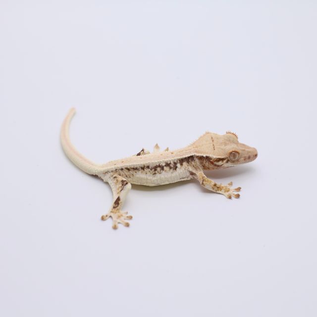 릴리화이트 트라이