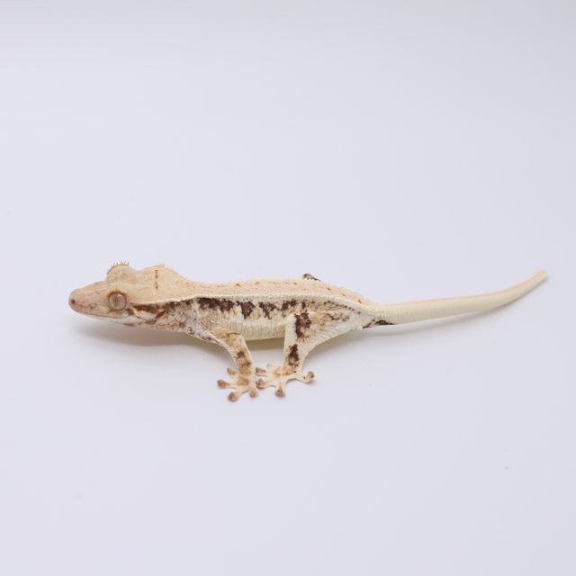 릴리화이트 트라이