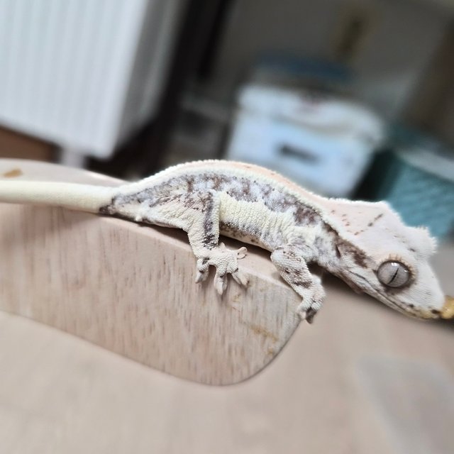 릴리화이트 풀핀 화이트핀 핀스트라이프 슈퍼스트라이프 화이트