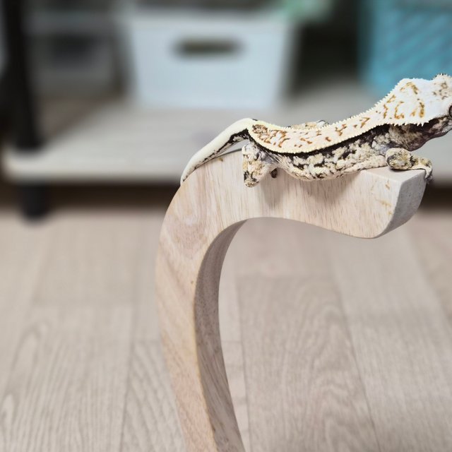 노멀 트라이 핀스트라이프 풀핀 슈퍼스트라이프