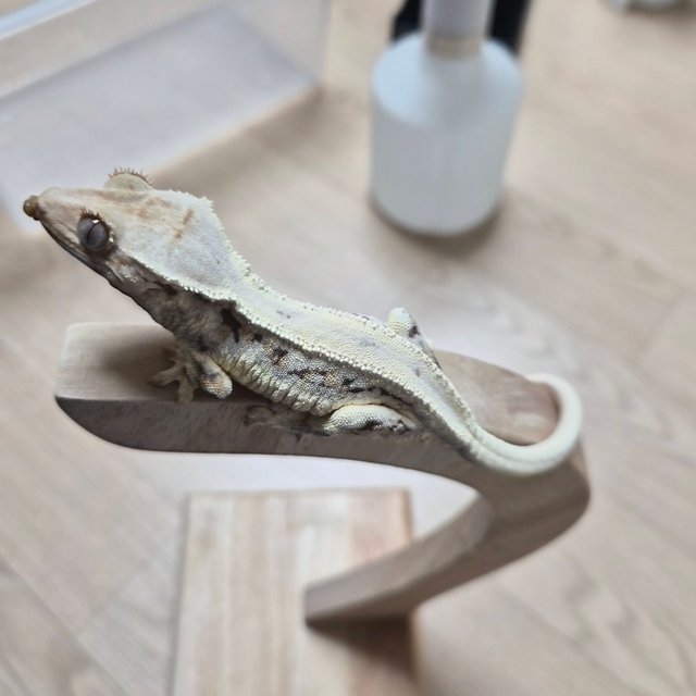 릴리화이트 트라이 화이트