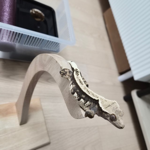 노멀 트라이 슈퍼스트라이프 핀스트라이프