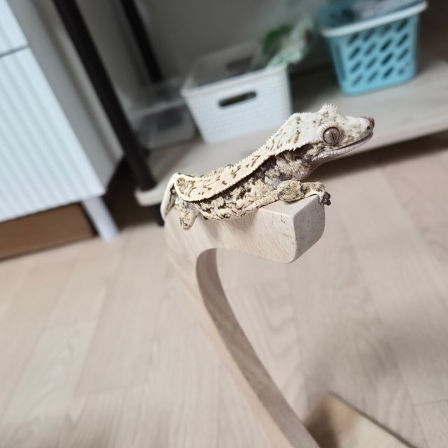 노멀 트라이 핀스트라이프 풀핀 슈퍼스트라이프