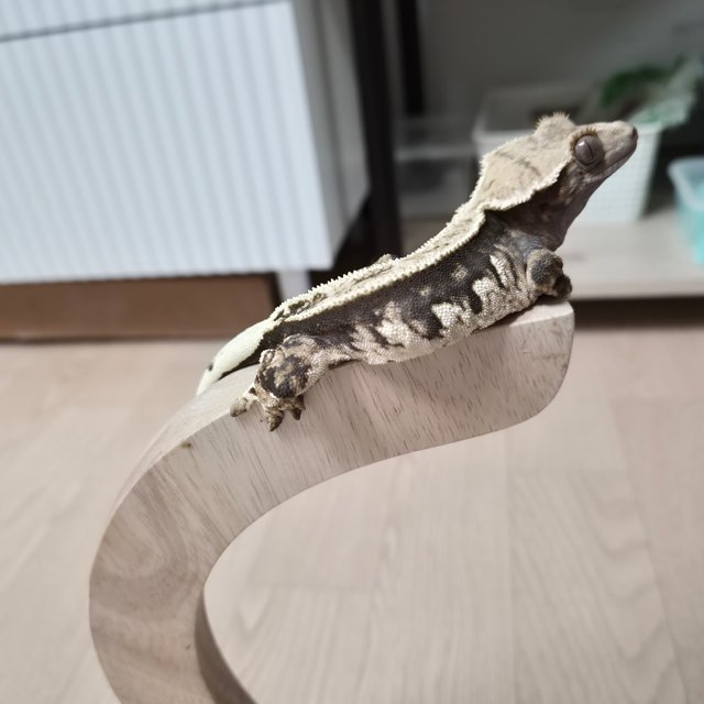 노멀 트라이 슈퍼스트라이프 핀스트라이프