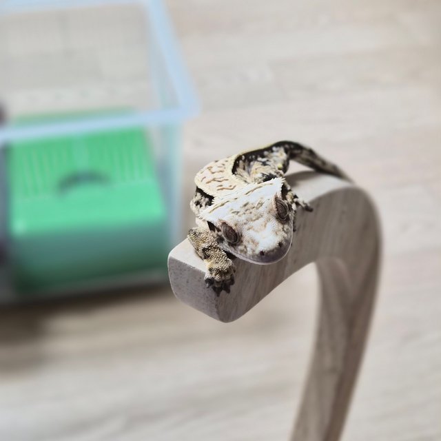 노멀 트라이 핀스트라이프 풀핀 슈퍼스트라이프