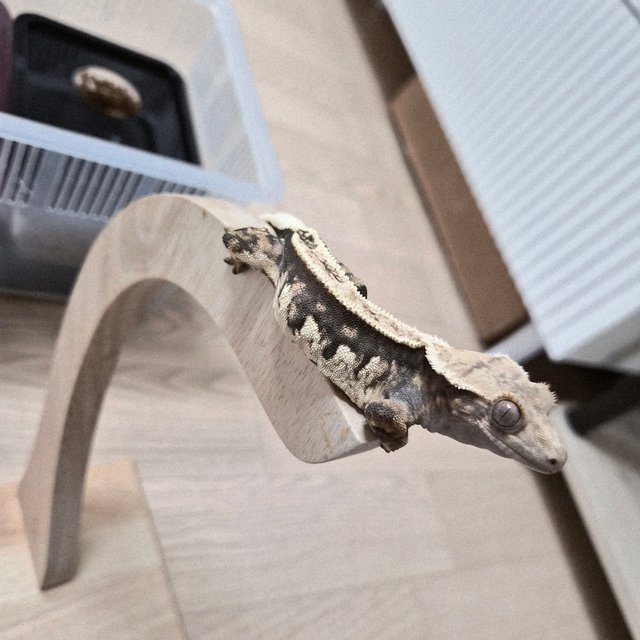 노멀 트라이 슈퍼스트라이프 핀스트라이프