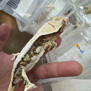 릴리100%헷아잔틱