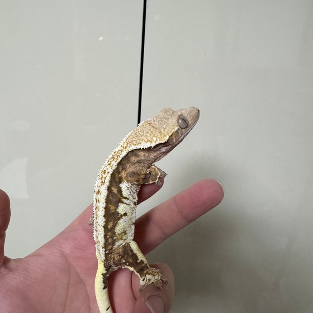 릴리100%헷아잔틱