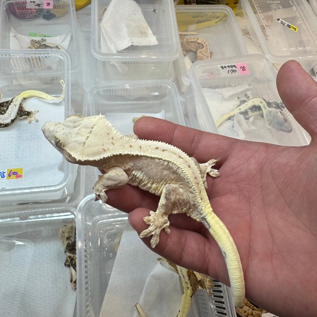 릴리100%헷아잔틱