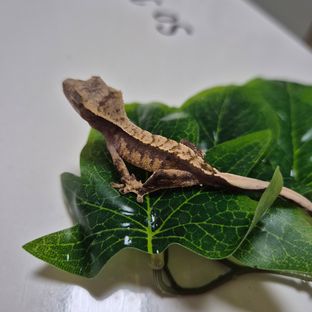 통크3차