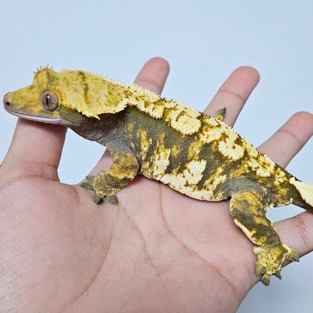 노멀 트라이 할리퀸