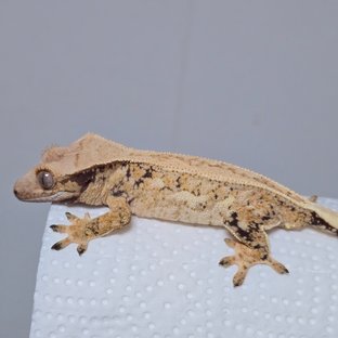 풀핀 쿼드 드리피