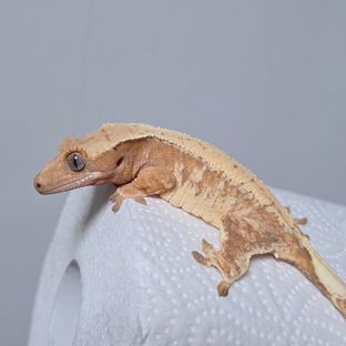 드리피 익스트림할리퀸