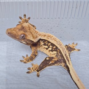 풀핀 트라이 익스트림할리퀸