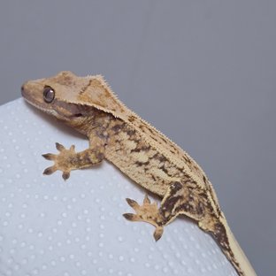 트라이 익스트림할리퀸