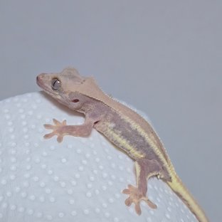 하이포 릴리화이트