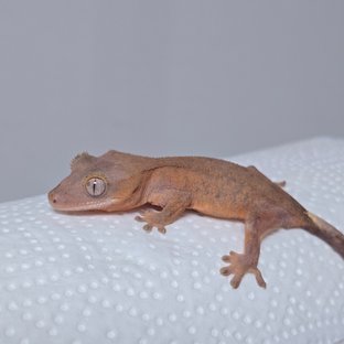 하이포 카푸치노