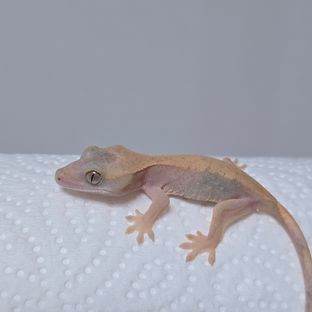 딕시x소크