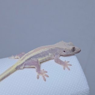 하이포 릴리화이트