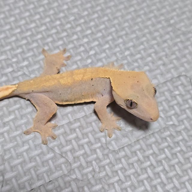 하이포