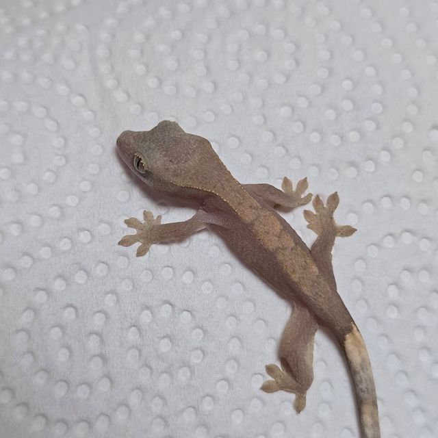 하이포
