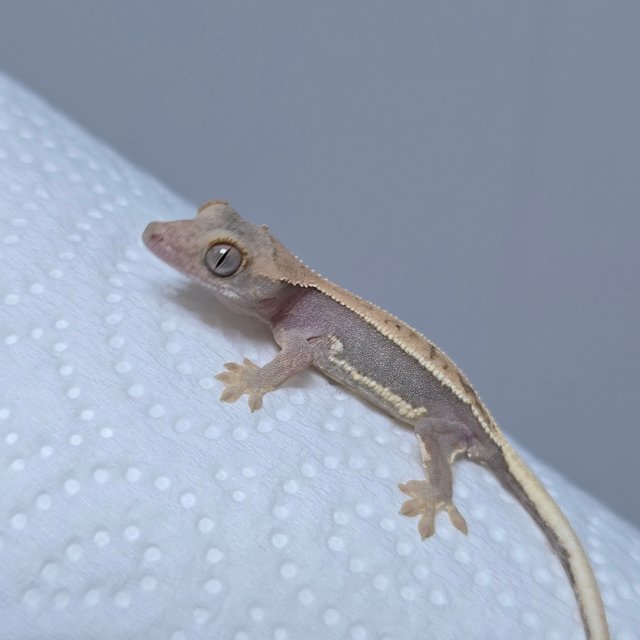 하이포 릴리화이트