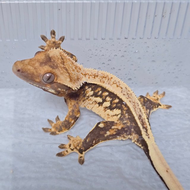 풀핀 트라이 익스트림할리퀸