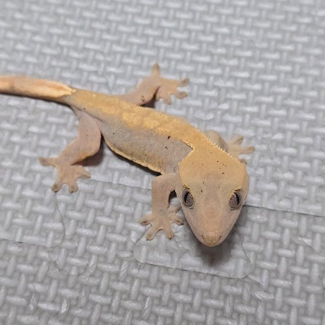 하이포