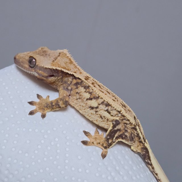 트라이 익스트림할리퀸