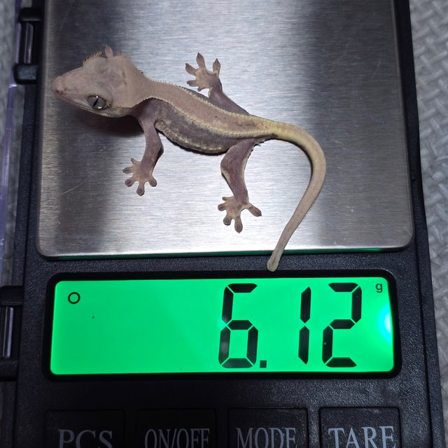 하이포 릴리화이트