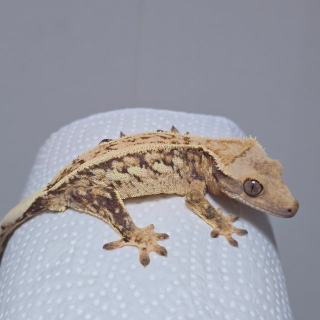 트라이 익스트림할리퀸