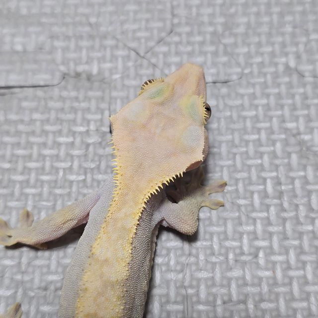 하이포