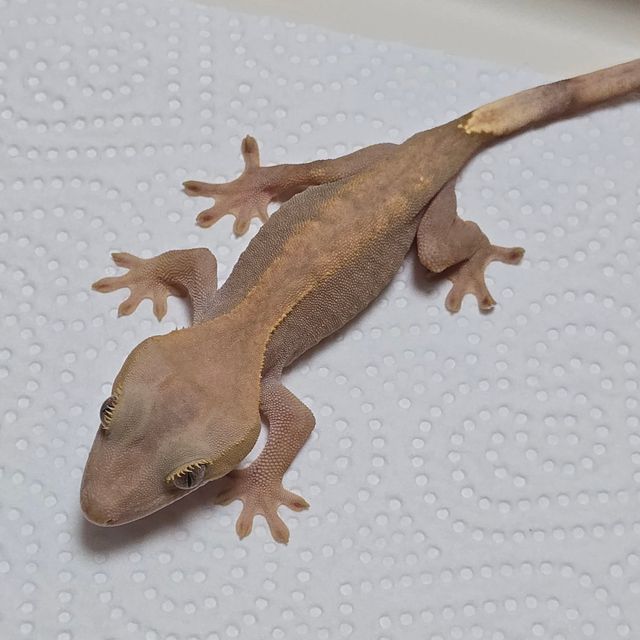하이포