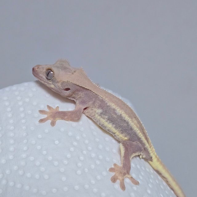 하이포 릴리화이트