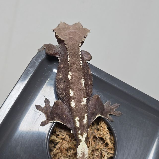 아잔틱