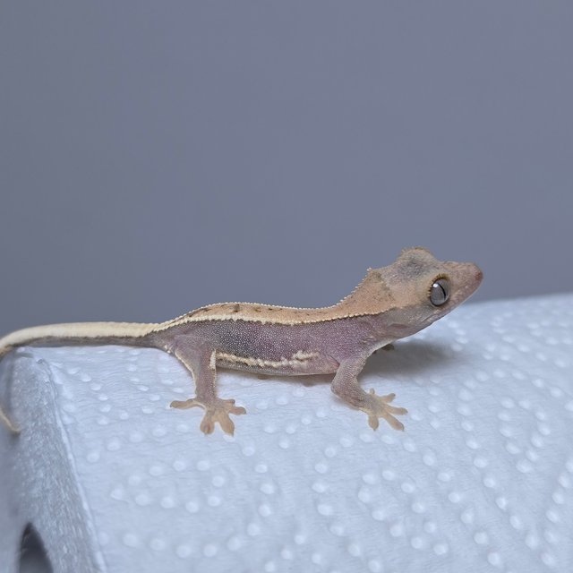 하이포 릴리화이트