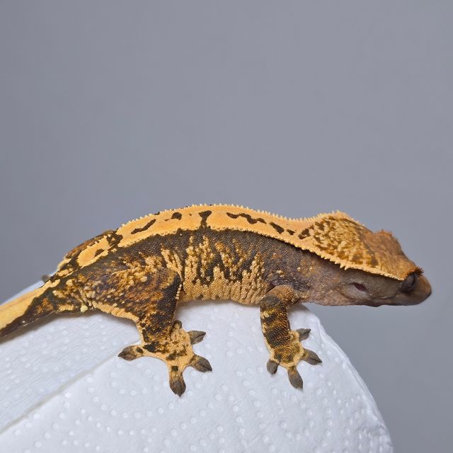 트라이 익스트림할리퀸