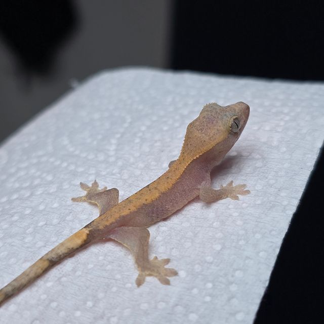 하이포