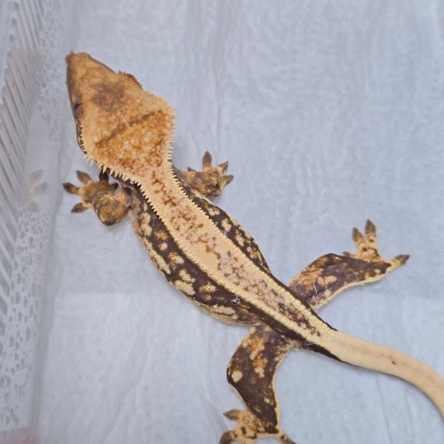 풀핀 트라이 익스트림할리퀸