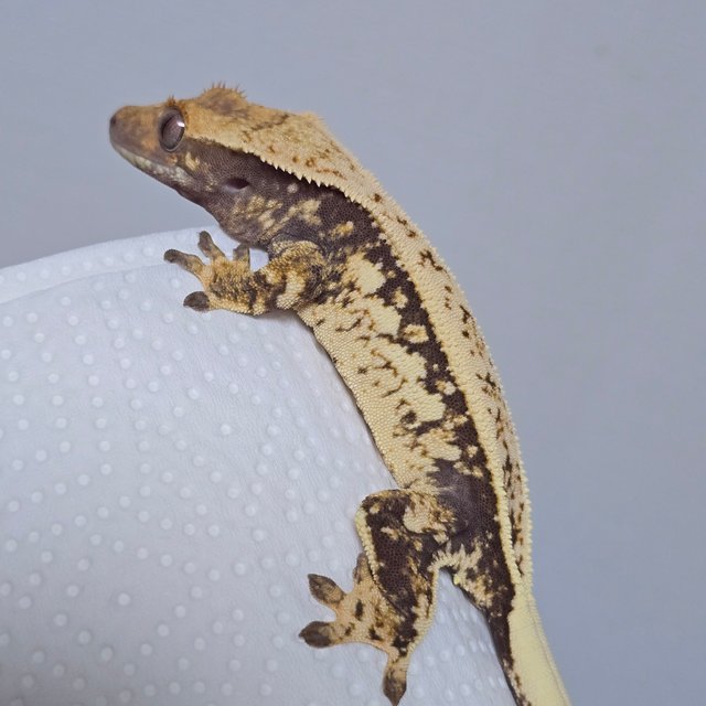 풀핀 트라이 익스트림할리퀸