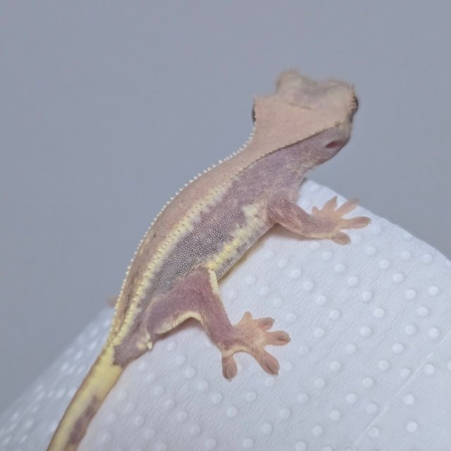 하이포 릴리화이트