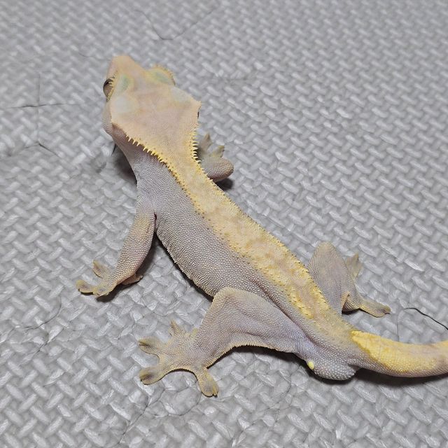 하이포