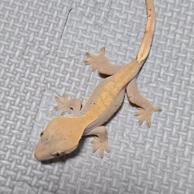 하이포